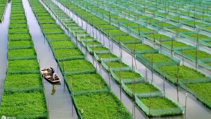 有机蔬菜价格高的背后：探讨其潜在缺点