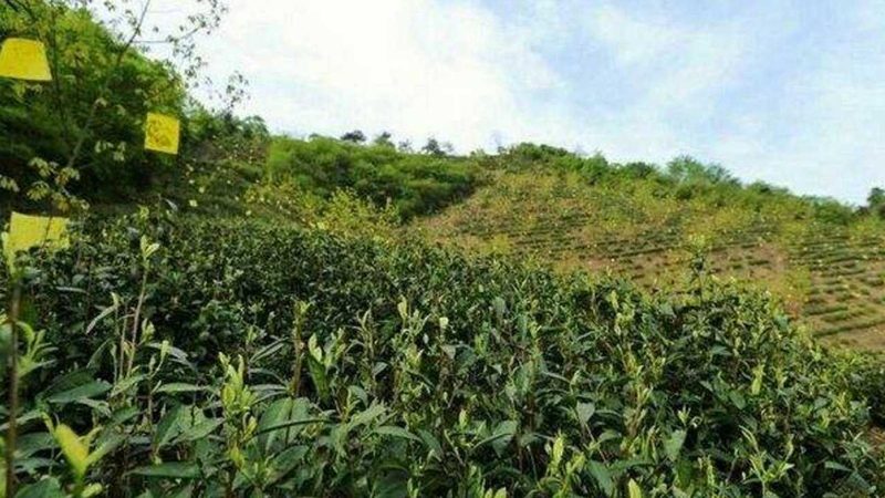 农业项目安装代理，如何选择性价比之选？**