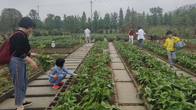 成都蔬菜配送报价清单：揭秘蔬菜配送背后的成本与价值