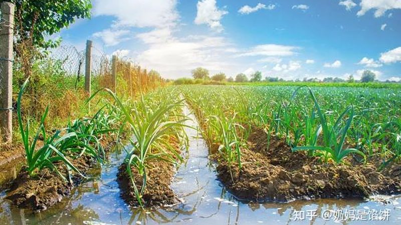 粮食种植机械化操作步骤详解