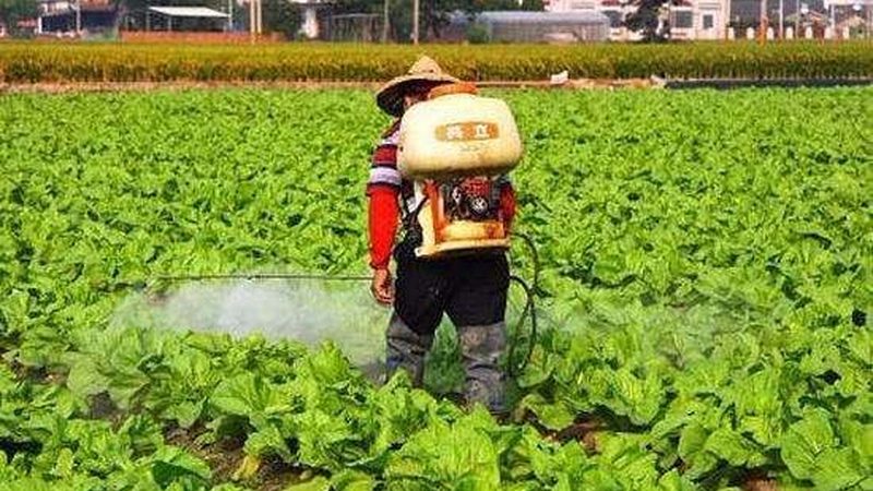 广州有机蔬菜批发市场拿货流程揭秘