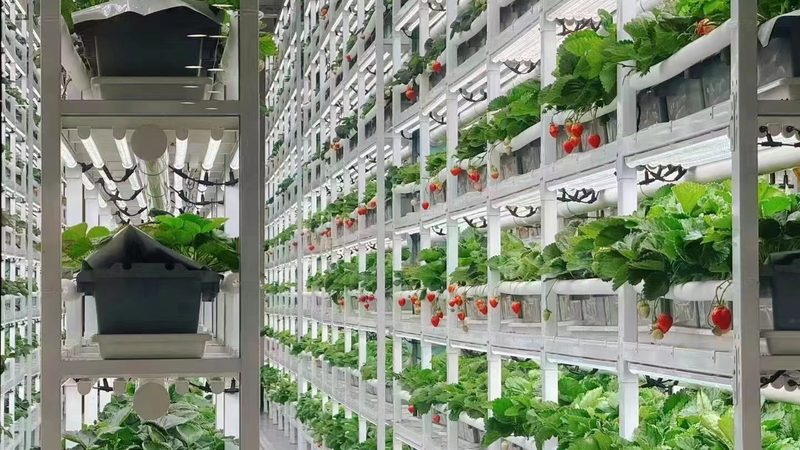 合作社税收优惠，申请流程详解**